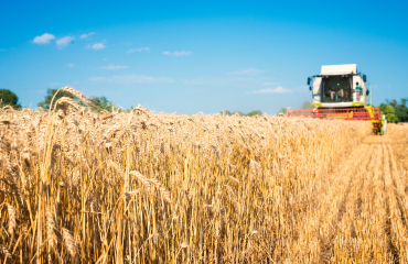 Combine harvester in a field of wheat